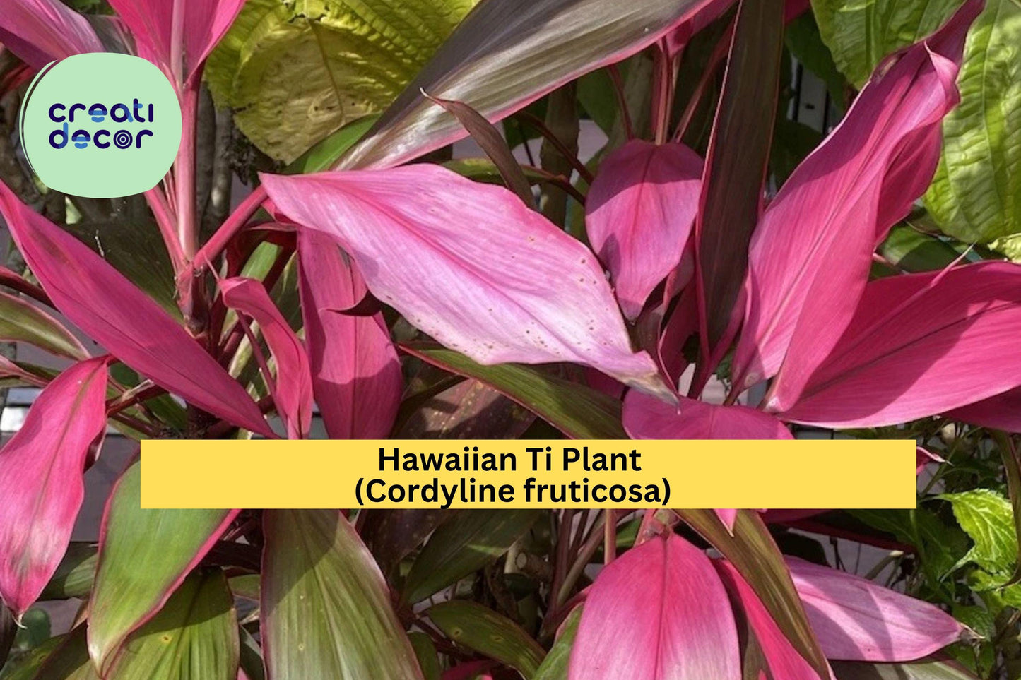 Hawaiian Ti Plant Cuttings – 4 Unrooted Cordyline fruticosa Stems 5–7” Tropical Foliage for Propagation & Garden