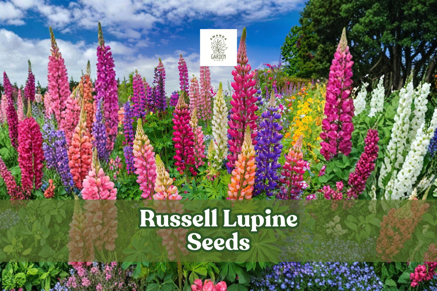 200+ Russell Lupine Seeds | Lupinus polyphyllus Perennial Wildflower Mix | Vibrant Colorful Blooms for Gardens & Meadows