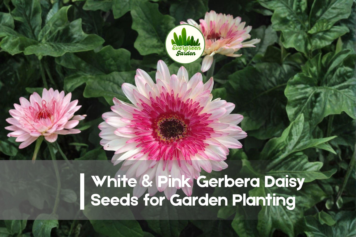 200+ White & Pink Gerbera Daisy Seeds – Bicolor Gerbera jamesonii for Borders, Containers & Cut Flowers