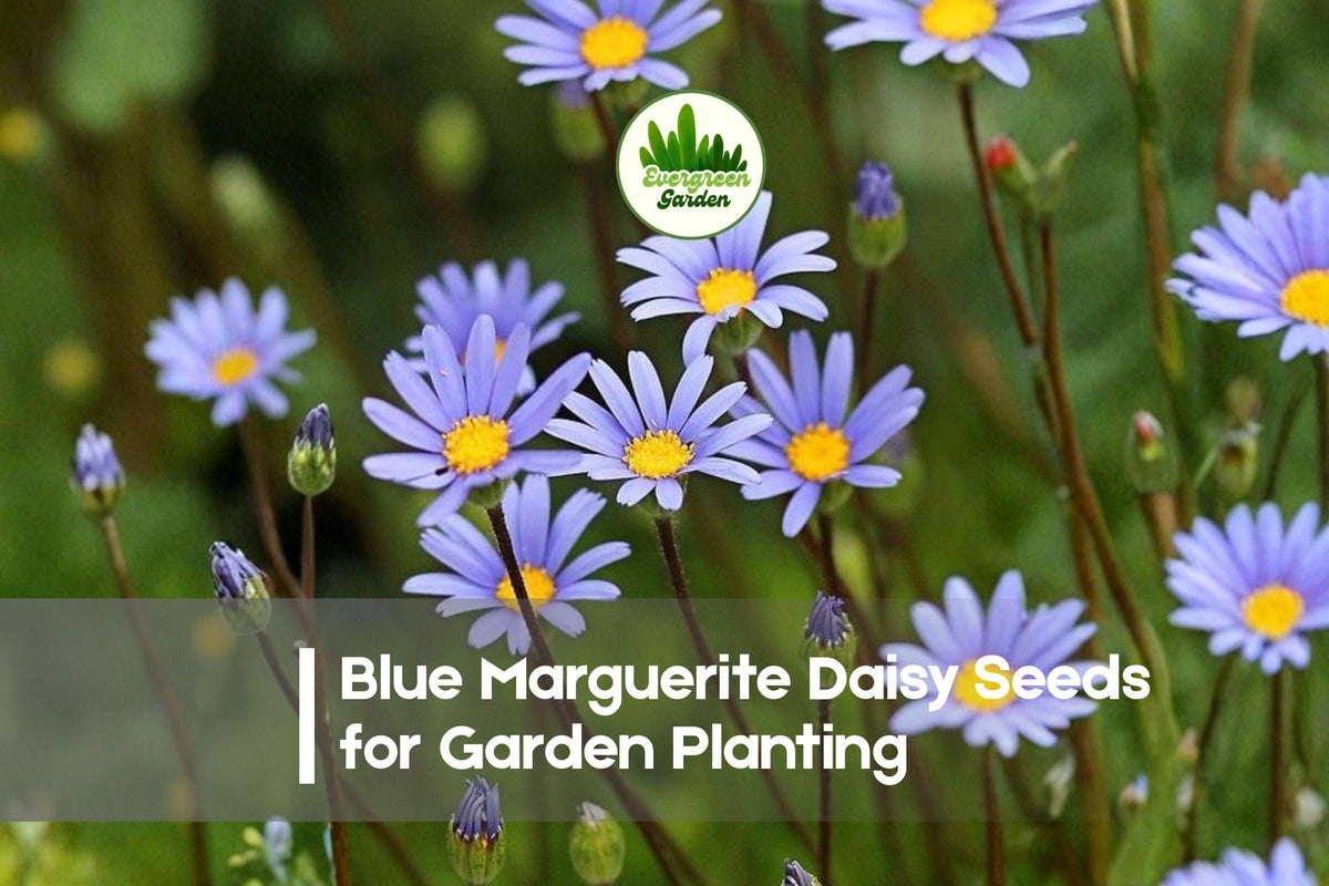 Blue Marguerite Daisy Seeds – 200+ Felicia amelloides Blue Flowers for Borders, Containers & Rock Gardens