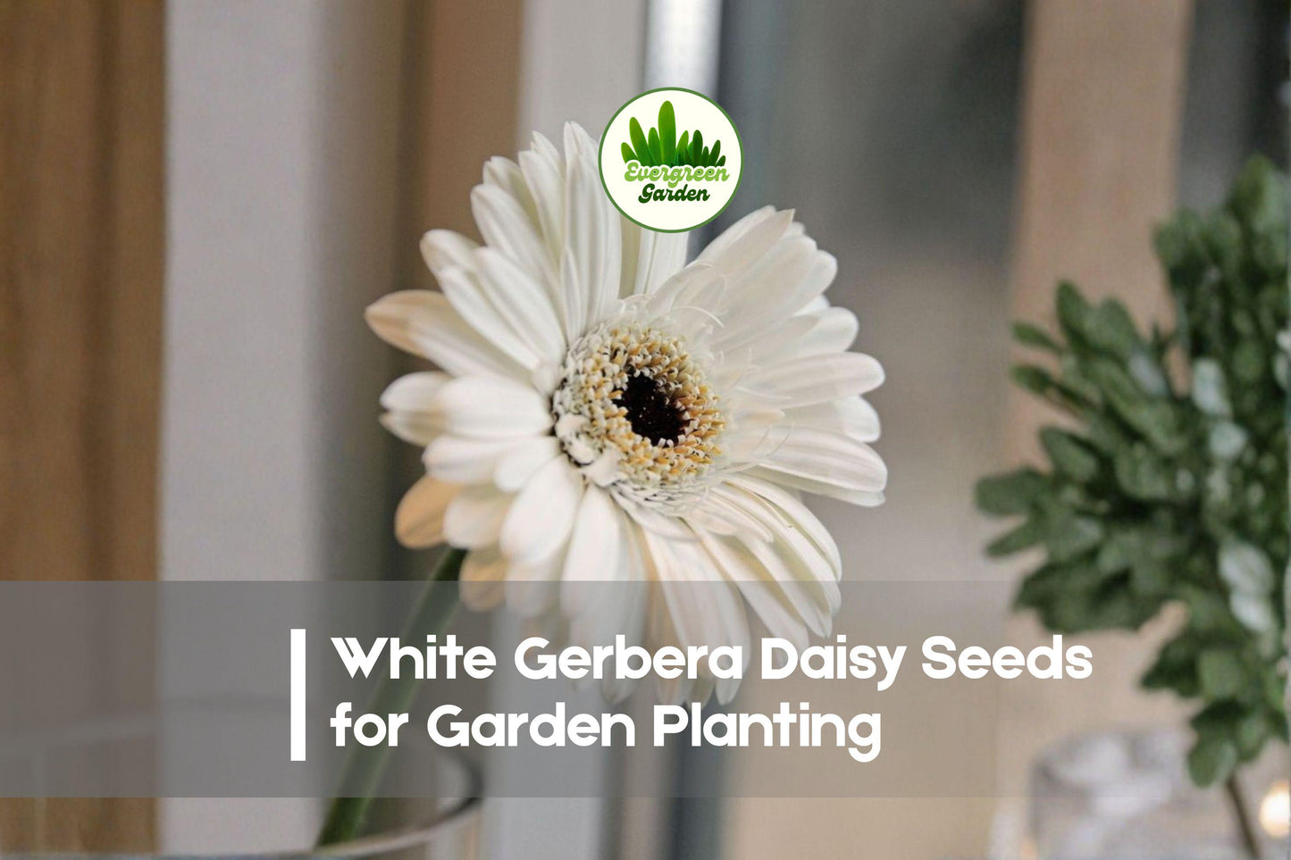 200+ White Gerbera Daisy Seeds – Gerbera jamesonii ‘White’ – Large White Flowers with Yellow Centers for Borders & Cut Flowers