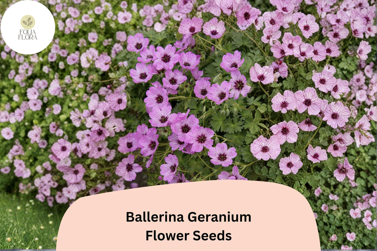 25+ Ballerina Geranium Seeds | Purple Hardy Cranesbill Perennial Ground Cover | Geranium sanguineum 'Ballerina'