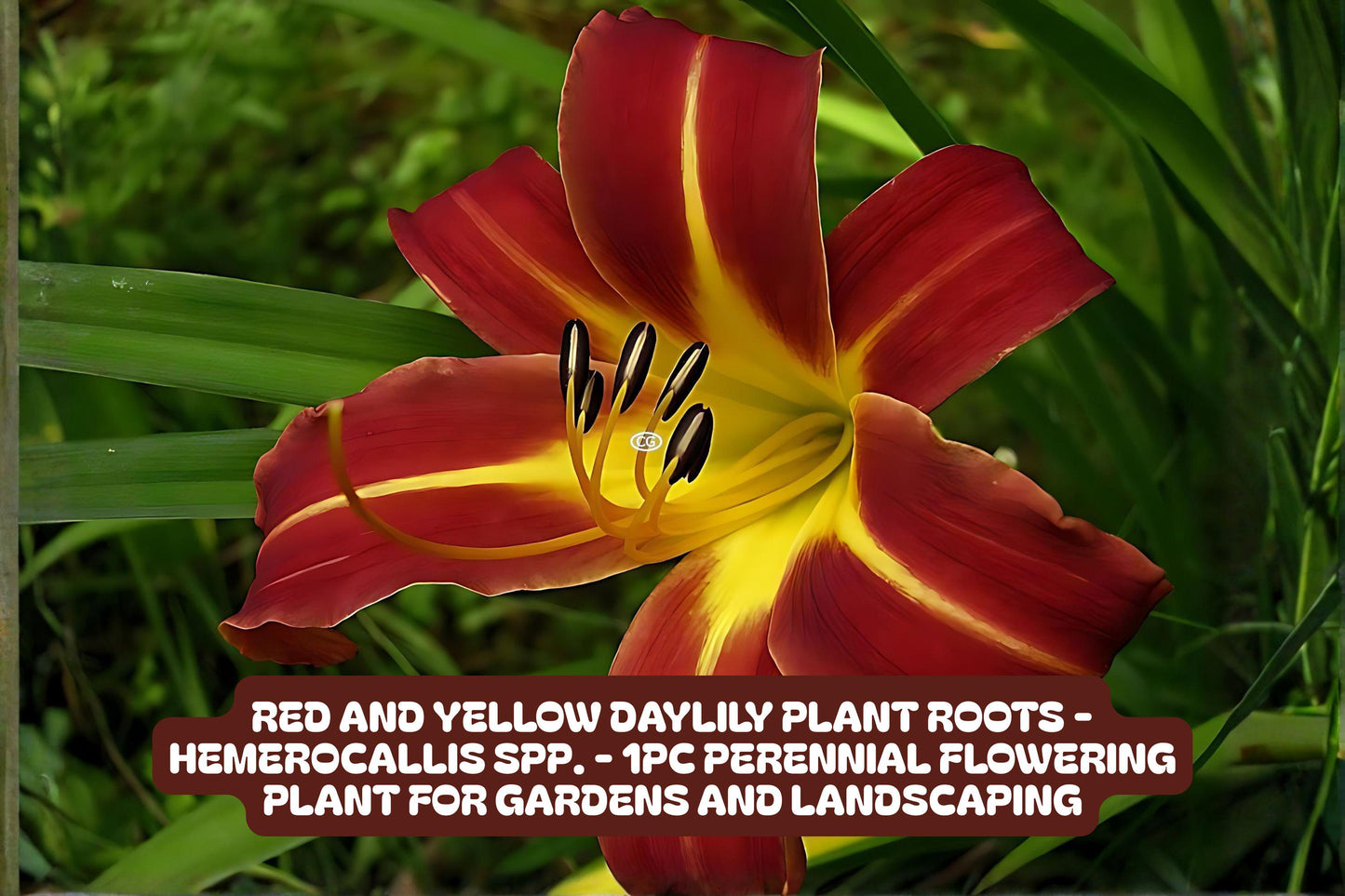 Red and Yellow Daylily Plant Roots – Perennial Garden Flower, Hemerocallis, Bright Colorful Bloom, Pollinator Attracting, Easy to Grow