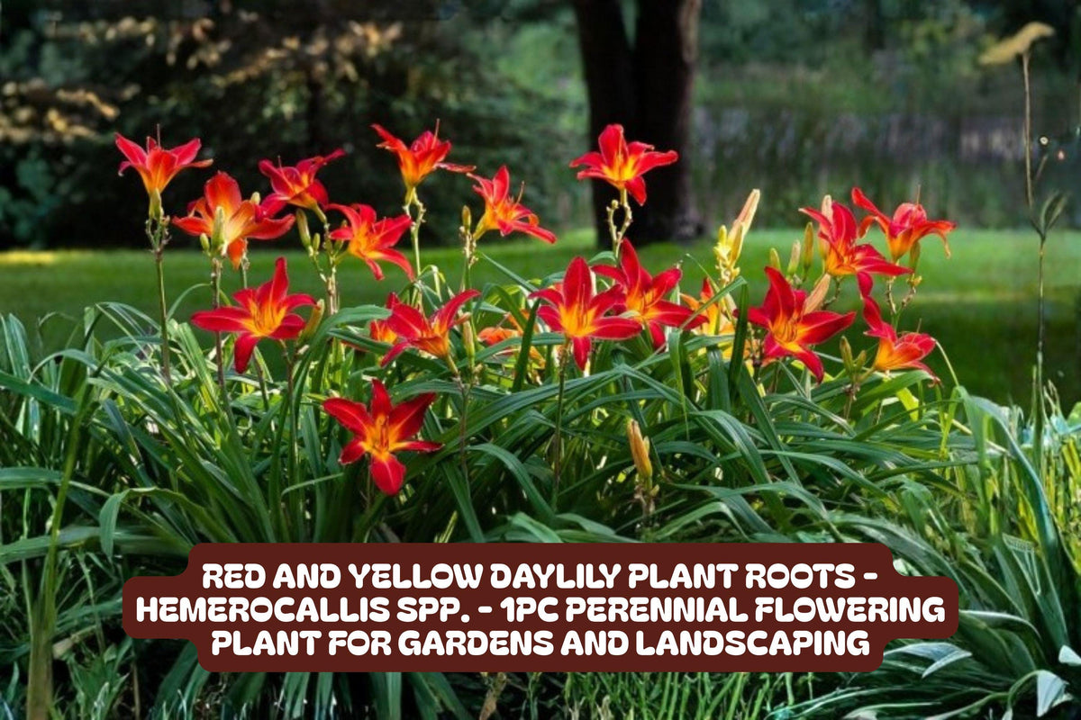 Red Chokeberry Tree in Pot | Aronia arbutifolia | Vibrant Red Berries, Hardy Landscape Shrub
