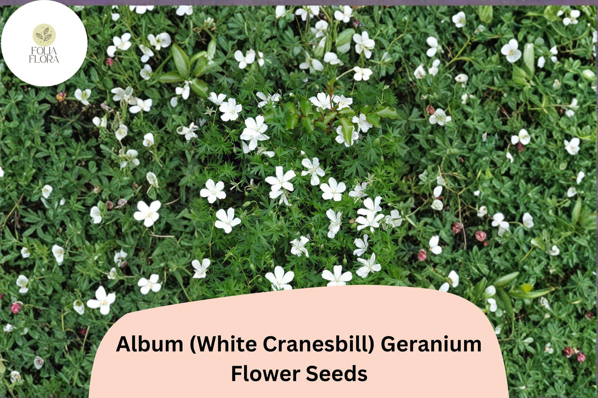 White Cranesbill Geranium Seeds | Hardy Perennial for Garden Borders & Pollinator Gardens | Geranium sanguineum ‘Album’