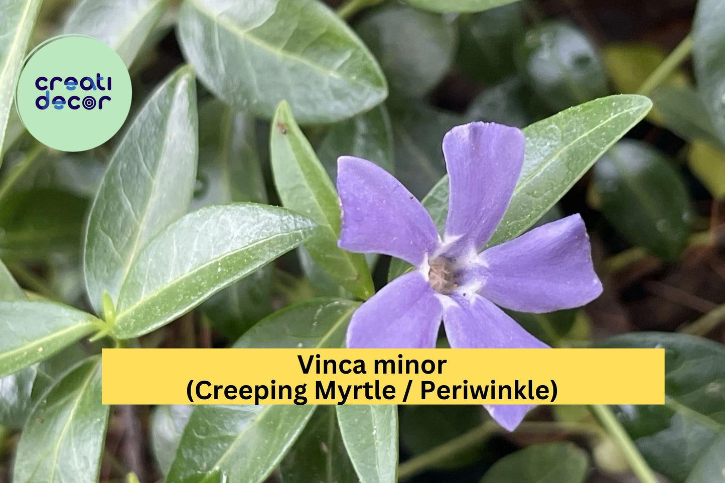 Vinca Minor Live Plants – Ground Cover, Evergreen Perennial, Blue-Purple Flowers, Creeping Myrtle, USDA Zones 4-9