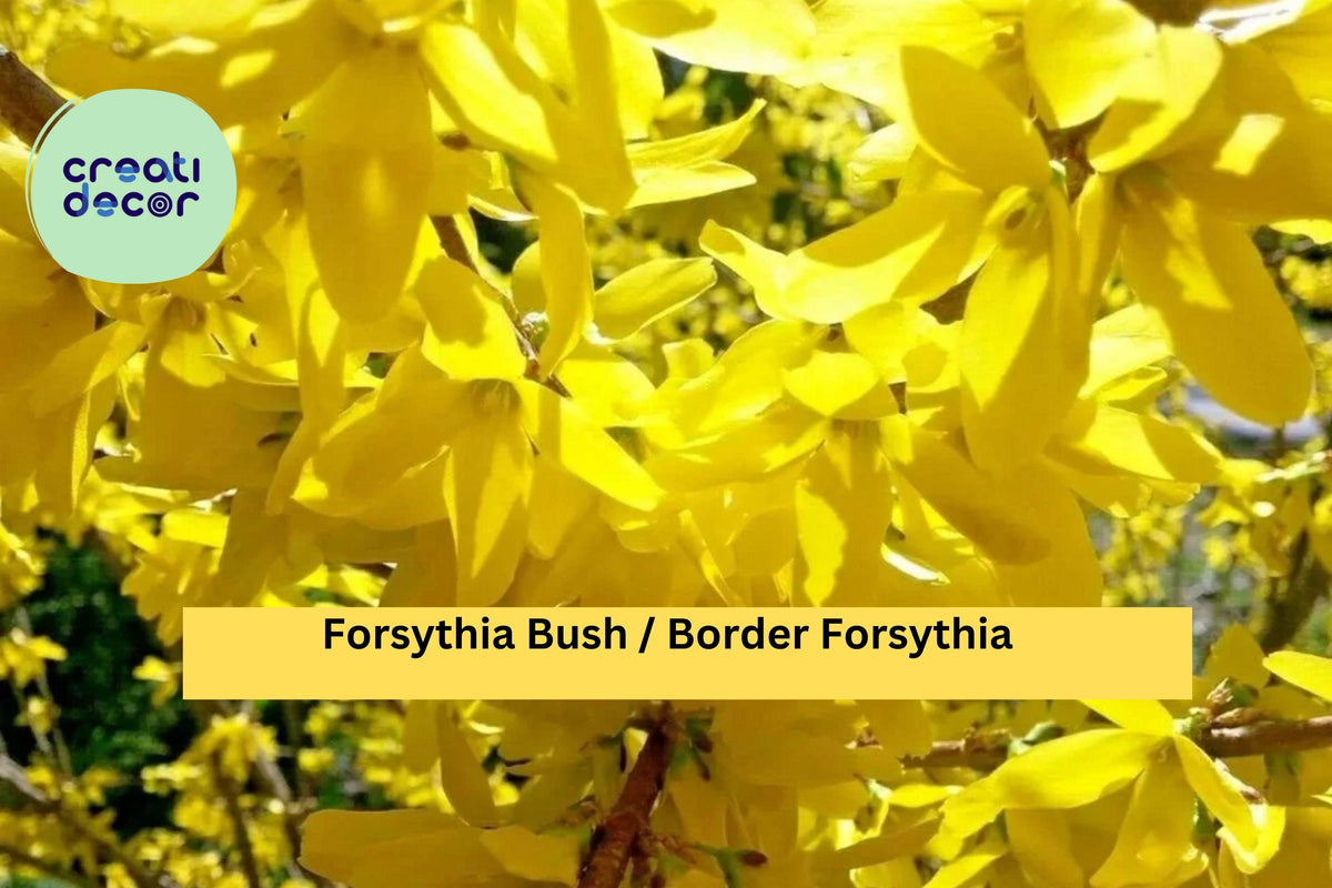 Forsythia Live Bush 10–12 Inch Bare Root Plant, Yellow Spring Flowering Shrub, Hardy Forsythia × intermedia for Zones 4–9