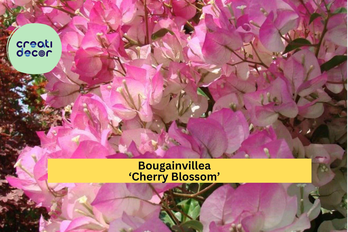 Bougainvillea ‘Cherry Blossom’ Live Plant in 4” Pot – Pink Flowering Tropical Vine for Garden Zones 9–11