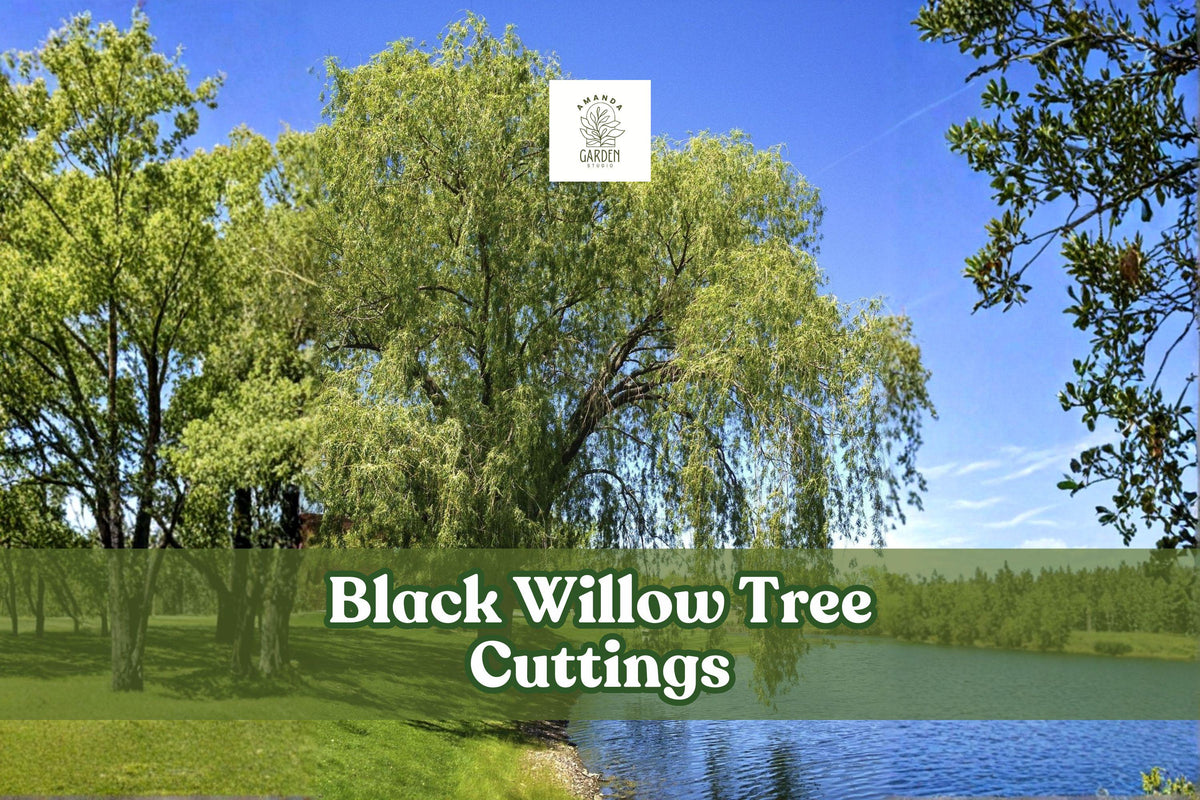Black Willow Tree Cuttings (Salix nigra) – 6 Live Fast-Growing Shade Trees for Landscaping & Ponds
