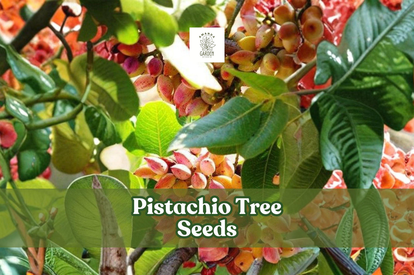 Pistachio Tree Seeds (Pistacia vera) – Drought-Tolerant Nut Tree for Edible Gardens & Landscaping – 6 Seeds