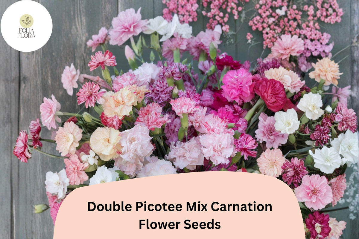 200+ Double Picotee Mix Carnation Seeds – Frilled, Two-Tone Dianthus caryophyllus for Garden Beds & Bouquets