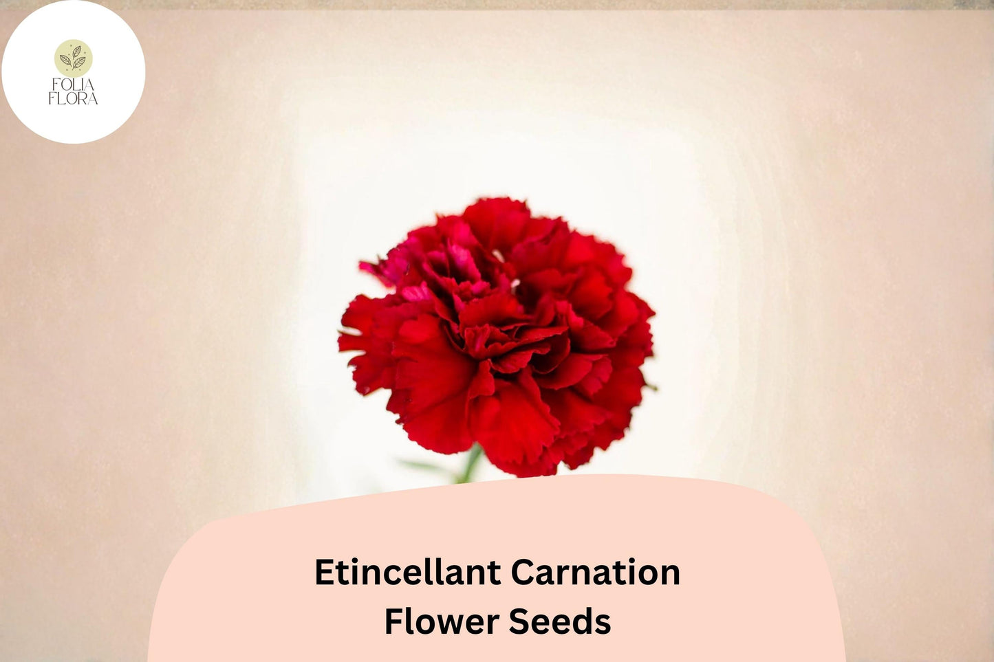 Etincellant Carnation Seeds – 200+ Red Perennial Flowers for Beds, Borders & Cut Flowers – Dianthus caryophyllus