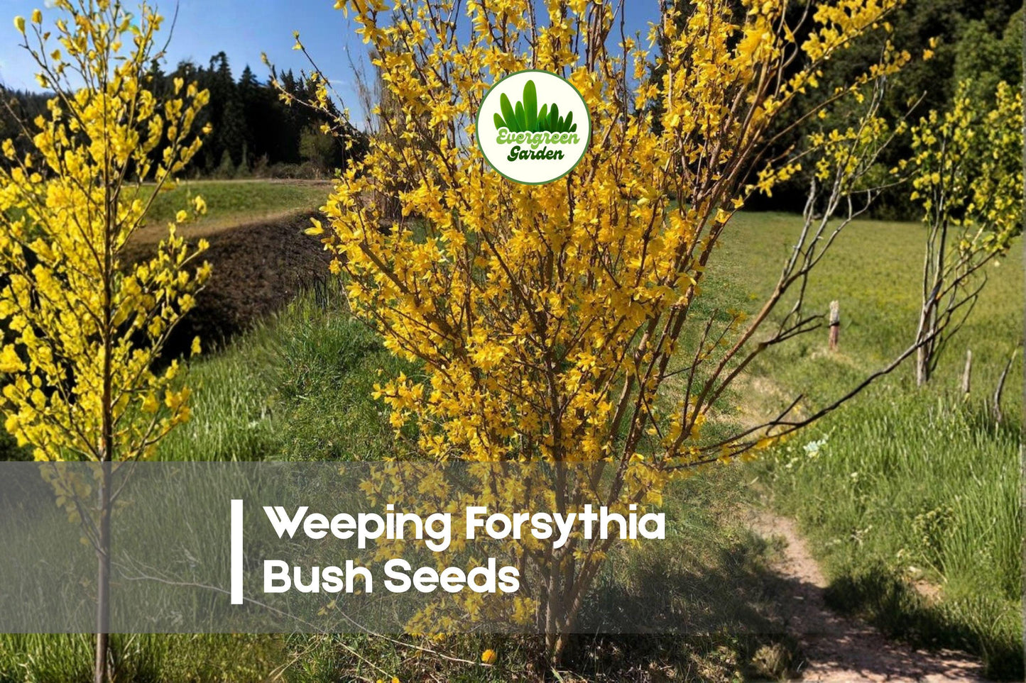 50 Weeping Forsythia Bush Seeds - Forsythia suspensa, Golden Yellow Blooms, Deciduous Shrub for Landscaping & Borders