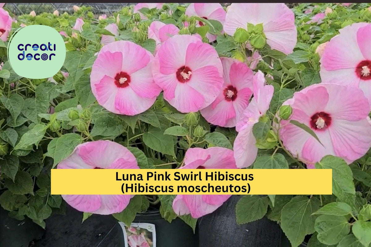 Luna Pink Swirl Hibiscus – Live Rooted Perennial Plant with 8–10” Pink & White Flowers, Hibiscus moscheutos, Hardy in Zones 5–9