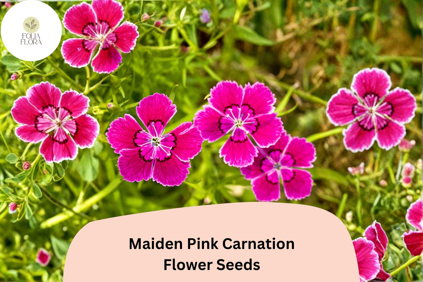 200+ Maiden Pink Carnation Seeds for Garden Ground Cover Dianthus deltoides Pink Flowers