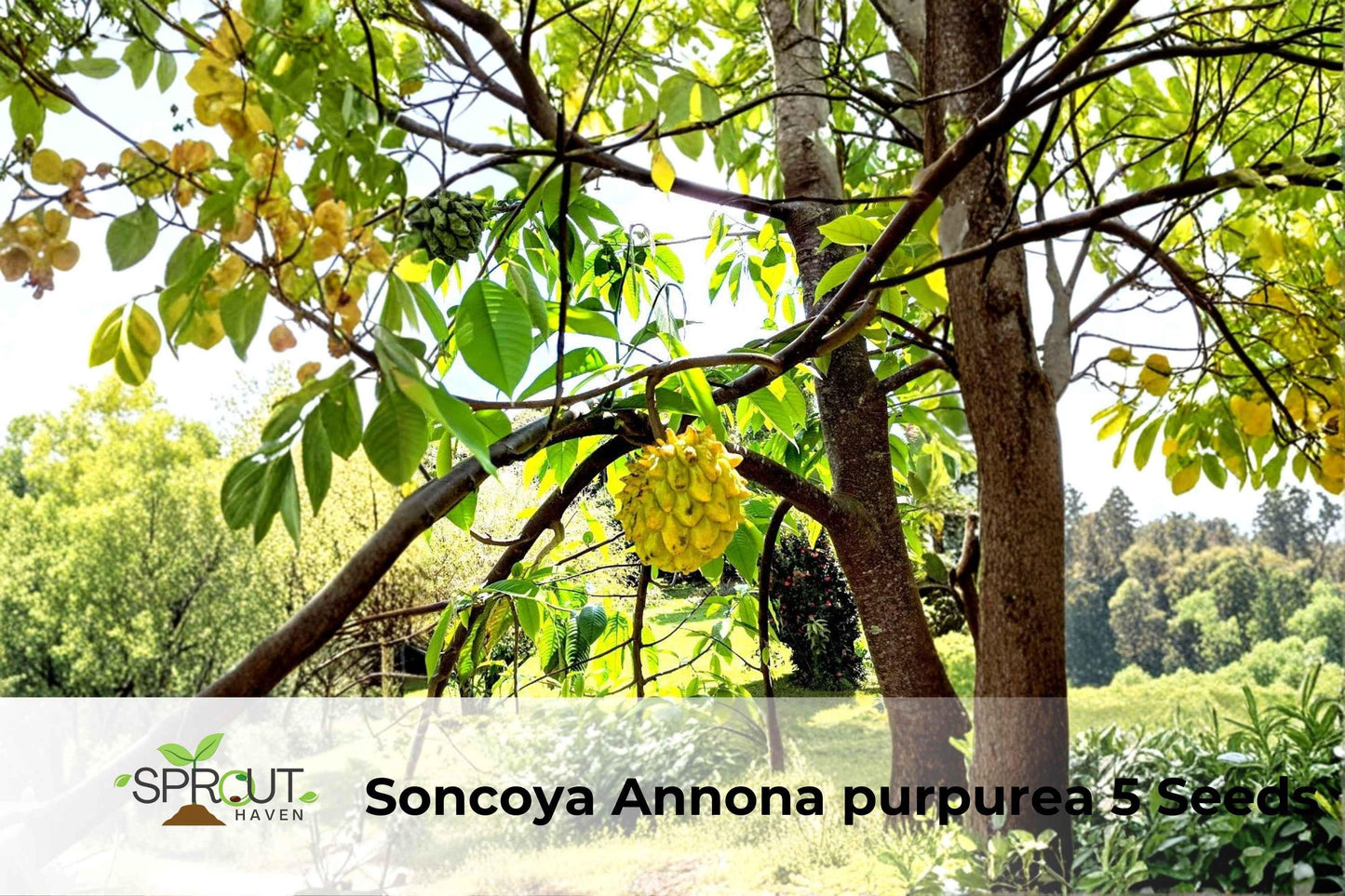 Soncoya Tree Seeds | Ornamental Tropical Plant | Annona purpurea | Exotic Foliage & Round Fruit