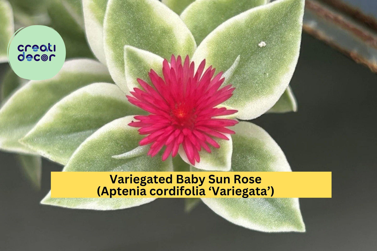 Variegated Baby Sun Rose Succulent Plant 6-inch, Aptenia cordifolia ‘Variegata’, Pink Blooms, Groundcover, Trailing, Drought-Tolerant