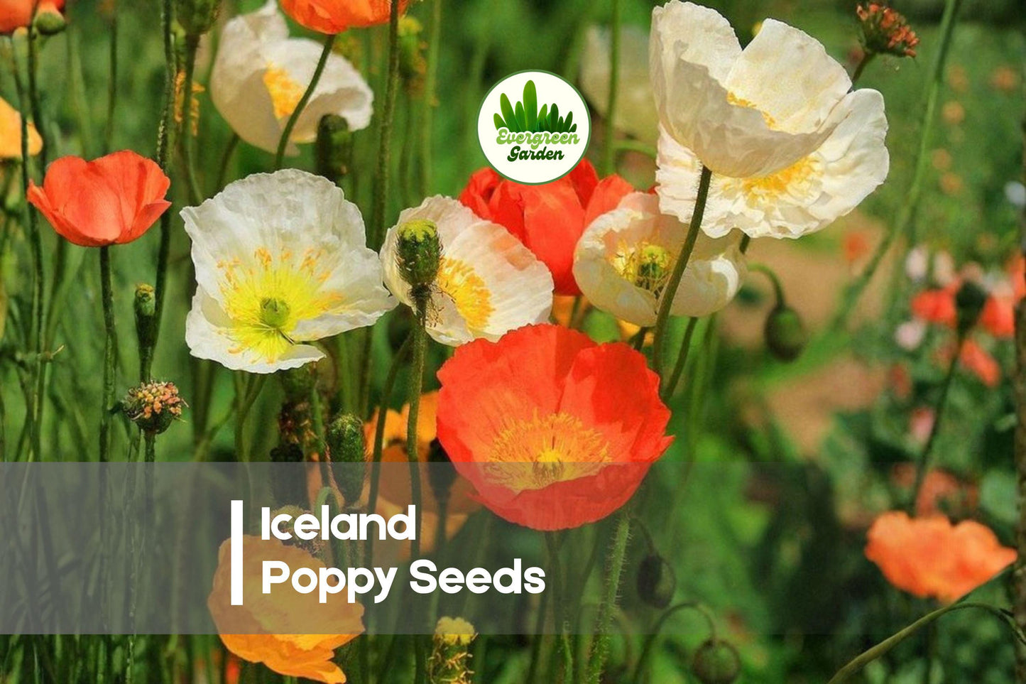1000 Iceland Poppy Seeds, Papaver nudicaule, Mixed Colors, Easy to Grow, Annual Flowers for Gardens & Borders
