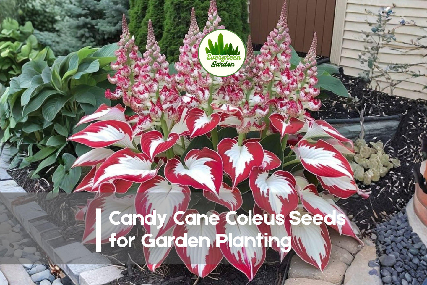 Candy Cane Coleus Seeds - Red & Green Variegated Foliage, 25+ Solenostemon scutellarioides, Shade-Loving, Indoor & Outdoor Gardening