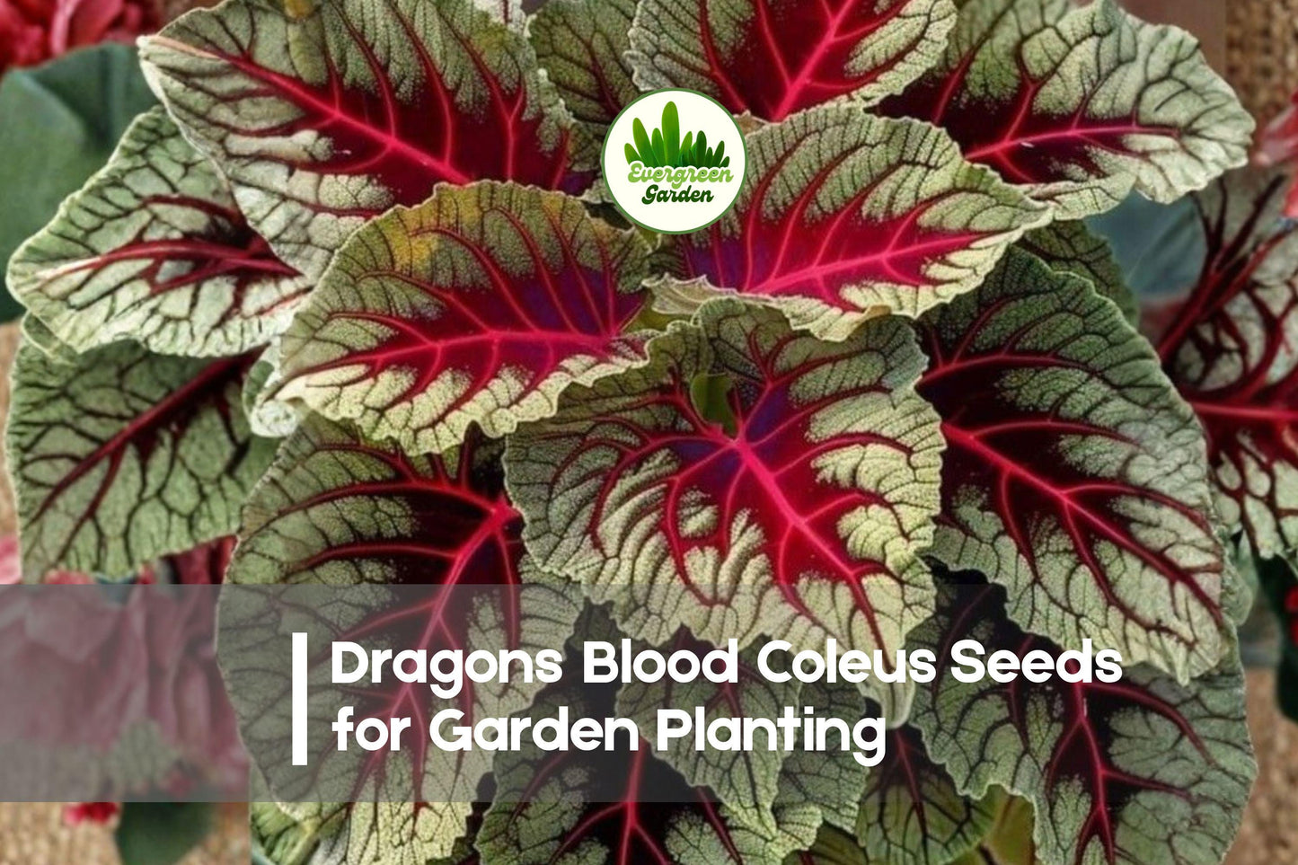 25+ Dragon’s Blood Coleus Seeds – Solenostemon scutellarioides, Red & Green Variegated Foliage, Shade-Tolerant, Easy to Grow