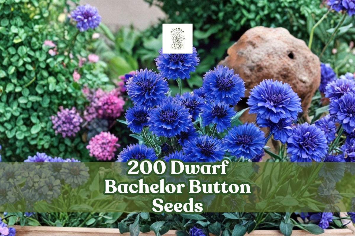 200 Dwarf Bachelor Button Seeds | Centaurea cyanus | Compact Blue Flower Seeds for Borders & Containers