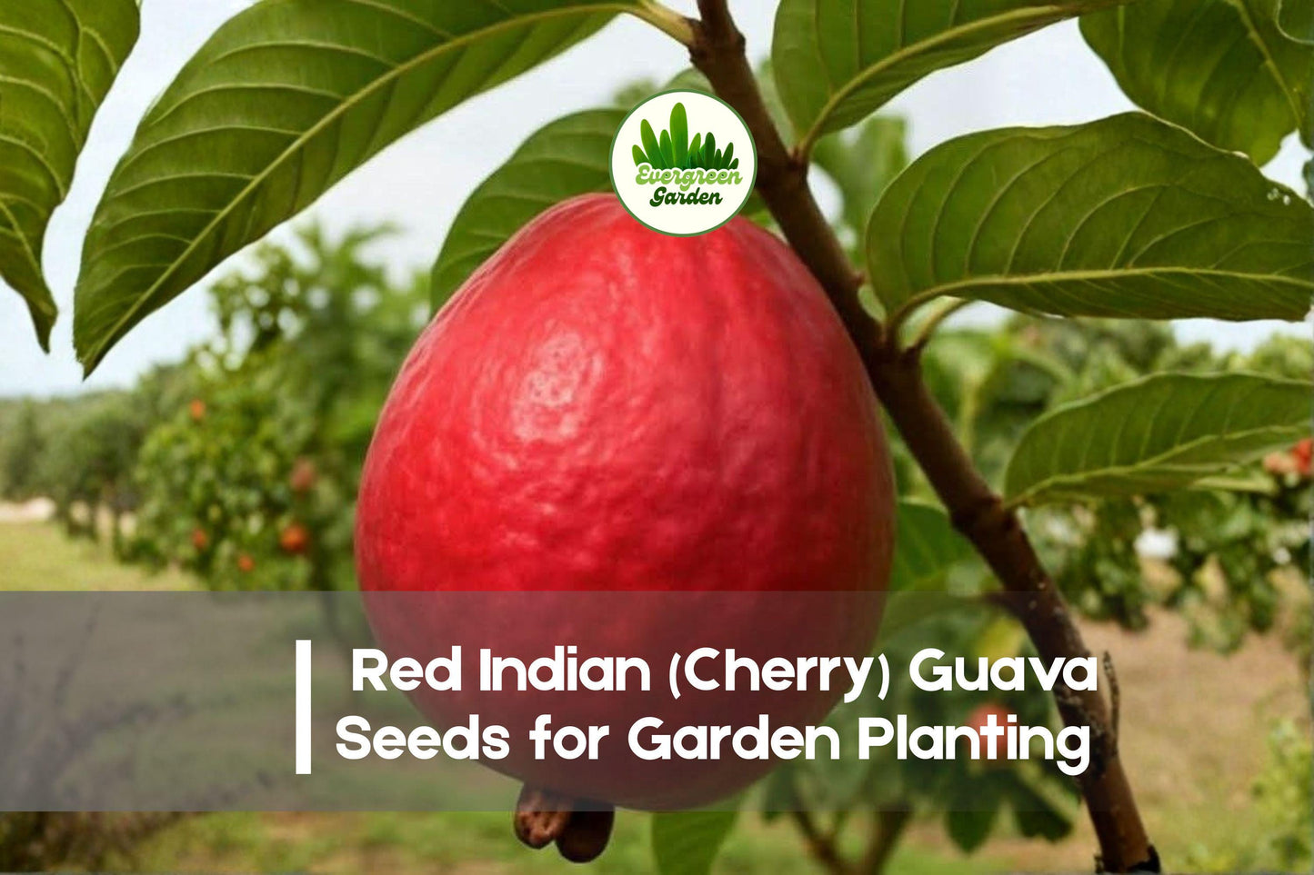 Red Indian Cherry Guava Seeds – 50+ Psidium guajava Tropical Fruit Seeds for Edible Gardens and Containers