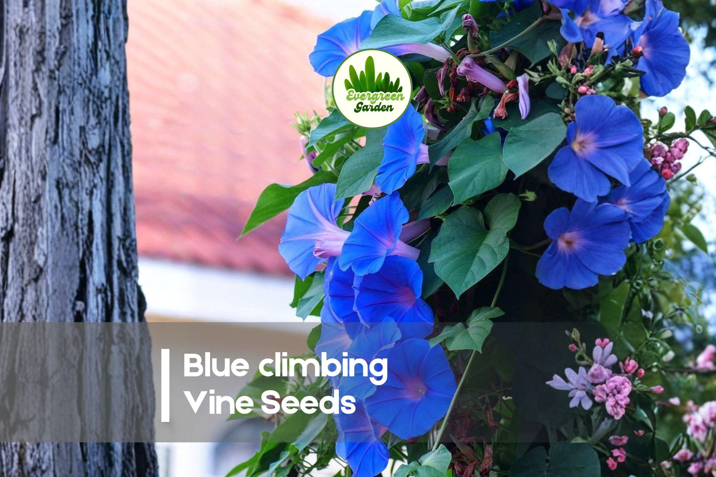 50 Blue Climbing Vine Seeds - Fast-Growing Annual Climbing Vine with Blue Blooms for Trellises, Fences, and Arches