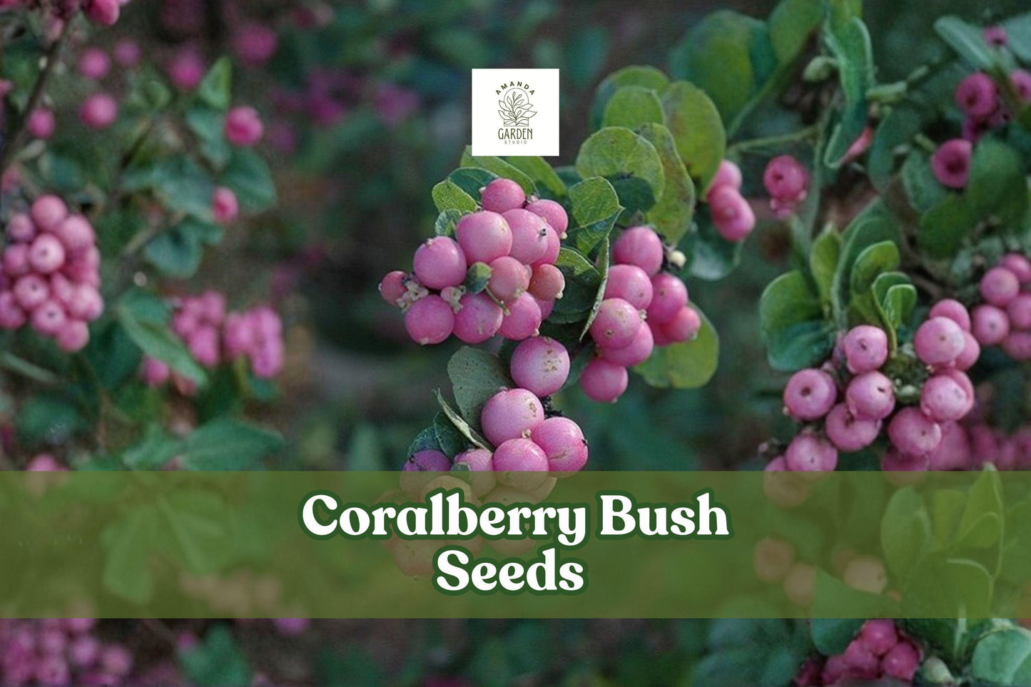 30 Coralberry Seeds Symphoricarpos orbiculatus Ornamental Shrub with Pink Berries for Borders & Gardens