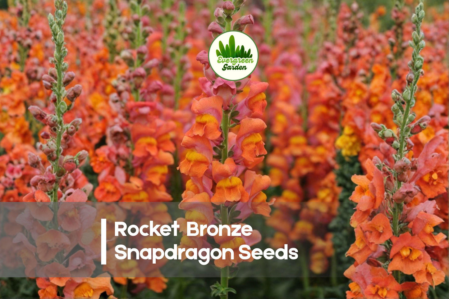 1000+ Rocket Bronze Snapdragon Seeds | Antirrhinum majus | Tall, Bronze-Orange Flowers | Garden, Borders, Cut Flowers
