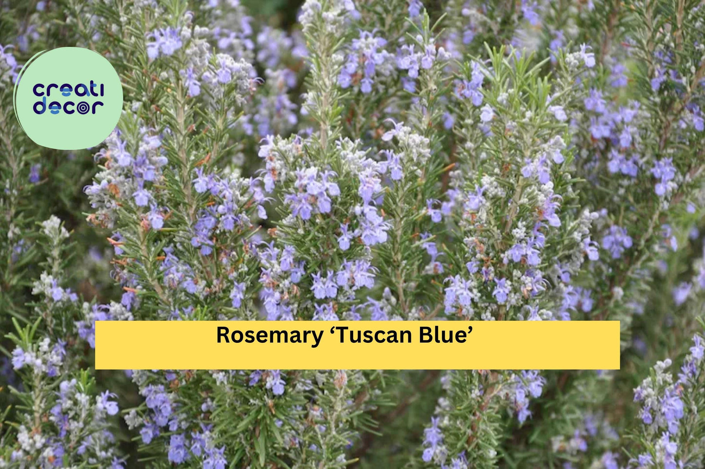 Organic Rosemary ‘Tuscan Blue’ Live Starter Plant – Aromatic Evergreen Herb for Culinary, Pots & Garden, Rosmarinus officinalis