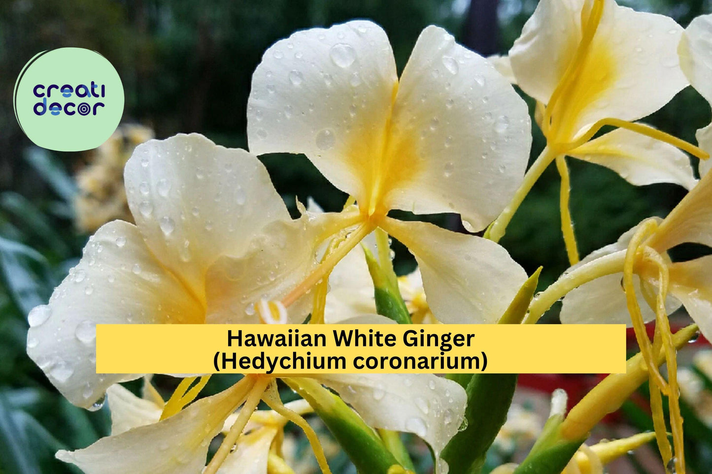 Hawaiian White Ginger Roots – 4 Pack, Fragrant Butterfly Ginger Lily, Tropical Perennial, Hedychium coronarium, Zones 8–11