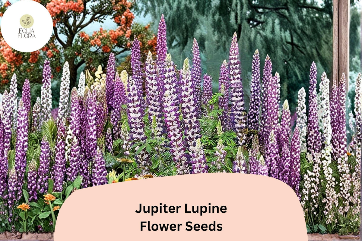 25+ Jupiter Lupine Seeds | Purple Tall Perennial Flowering Plant | Lupinus spp. for Garden Borders & Pollinator Gardens