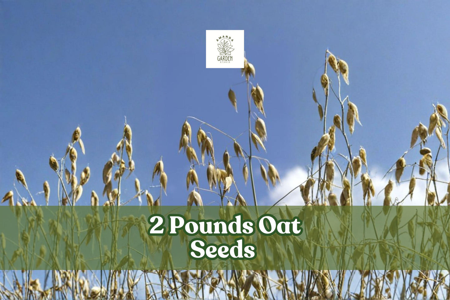2 lbs Non-GMO Avena sativa Oat Seeds for Cover Crop, Grain, or Feed | Bulk Untreated Grain Crop