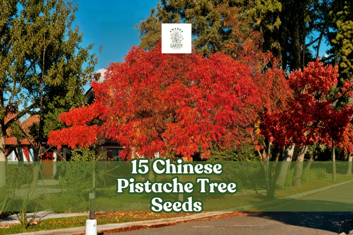 15 Chinese Pistache Seeds | Pistacia chinensis Ornamental Shade Tree with Vibrant Fall Foliage