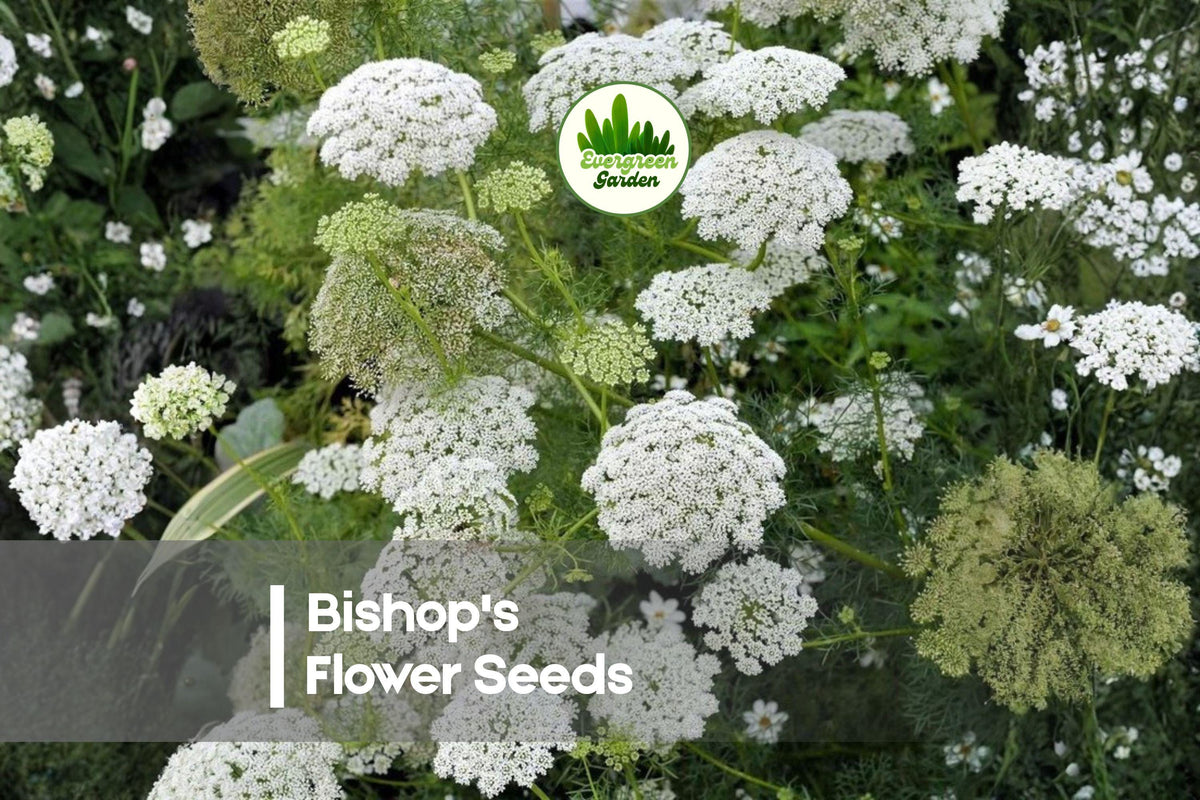 100 Bishop's Flower Seeds, Orlaya grandiflora, White Lace-like Blooms, Annual for Gardens, Borders, Cut Flowers