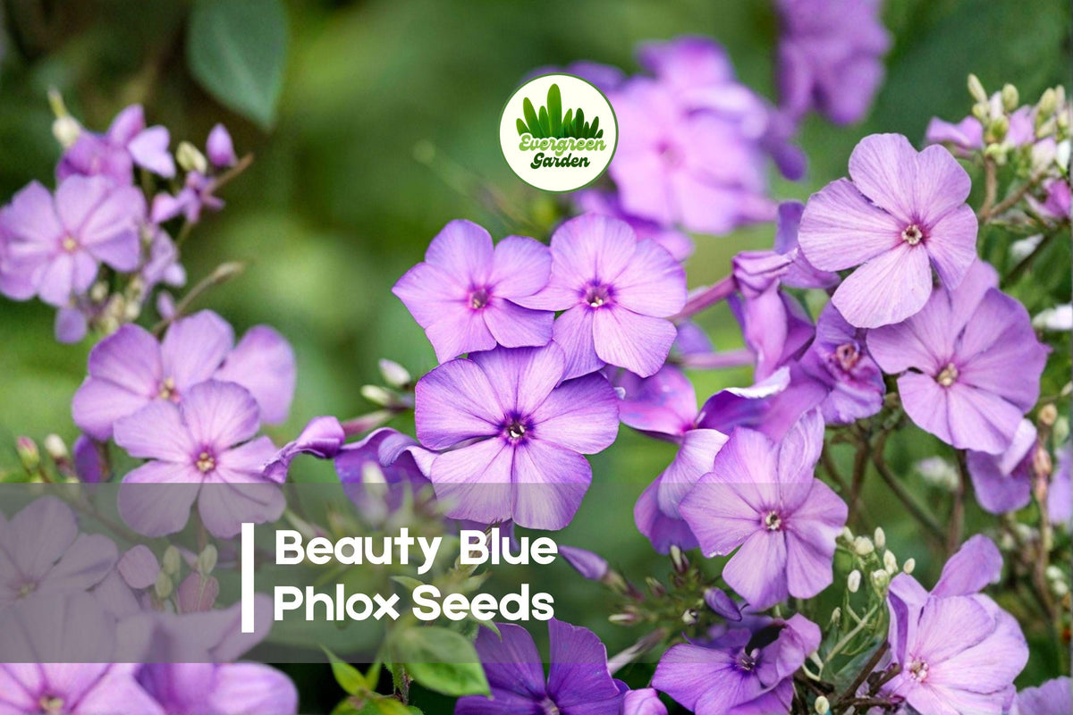 100+ Beauty Blue Phlox Seeds – Perennial Sky Blue Flowers, Attracts Bees & Butterflies, Phlox paniculata, Cottage Garden, Pollinator Plant