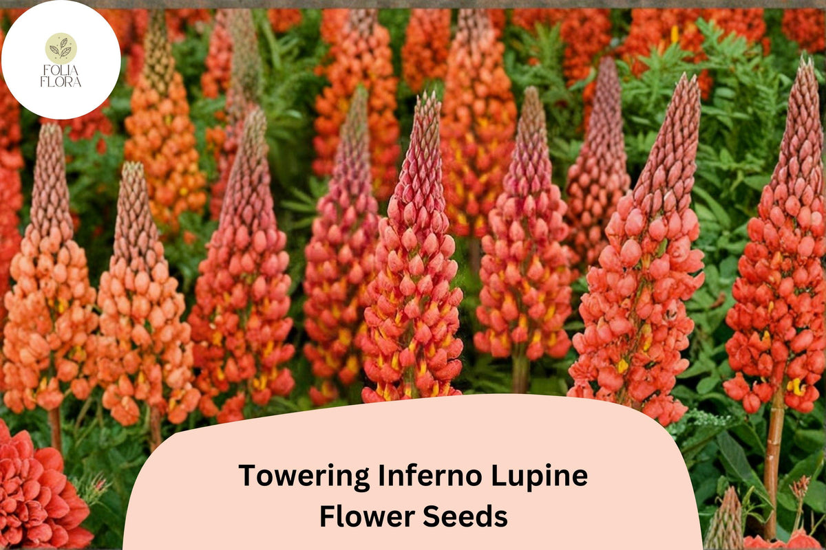 25+ Towering Inferno Lupine Seeds | Fiery Red-Orange Tall Flower Spikes | Lupinus perennis Garden Planting