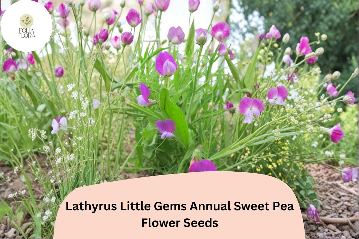 Little Gems Sweet Pea Seeds | Dwarf Lathyrus odoratus for Containers & Borders, Fragrant, Colorful Blooms, 50+ Seeds