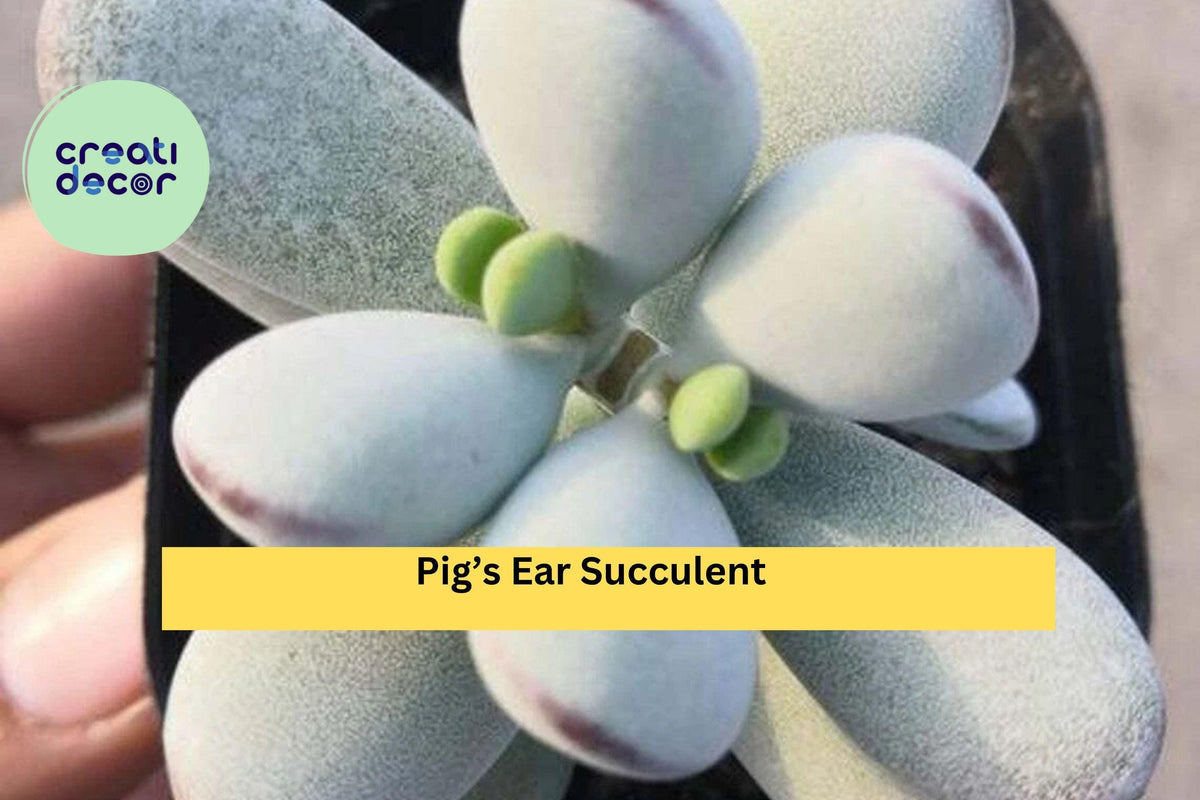 Cotyledon Orbiculata Succulent Plant – 2" Pot, Silver Green Leaves, Indoor Houseplant, Easy Care Drought-Tolerant, Gift Idea