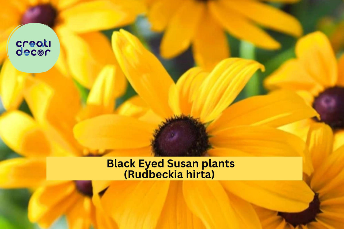 Black Eyed Susan Live Plants – Lot of 6 Bare Root Rudbeckia hirta Perennial Wildflowers with Golden Blooms for Garden, Borders, and Pollinators