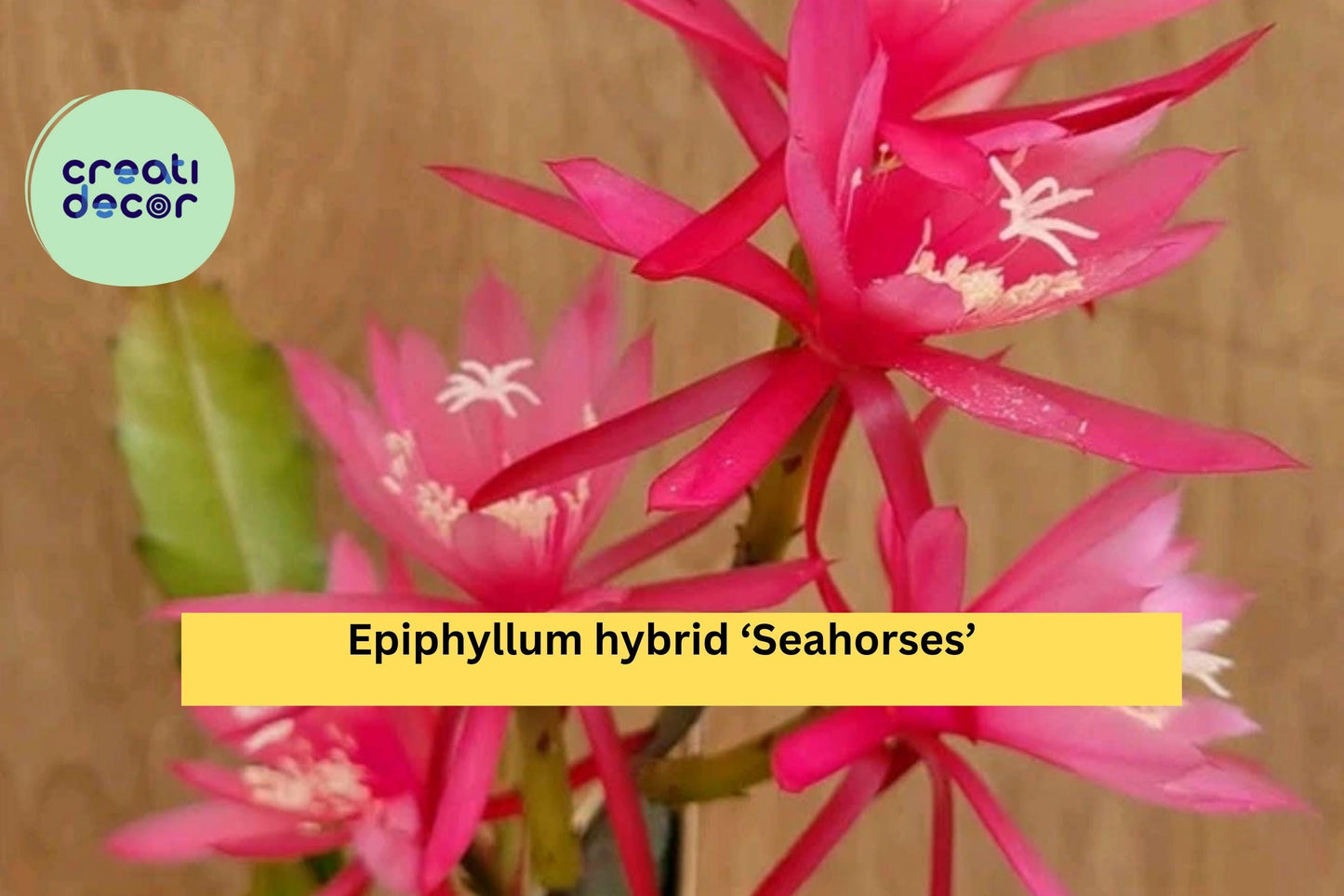 Epiphyllum ‘Seahorses’ Orchid Cactus – Live Well-Rooted 4” Pot, Epiphytic Succulent with Vibrant Flowers for Indoor & Patio Decor