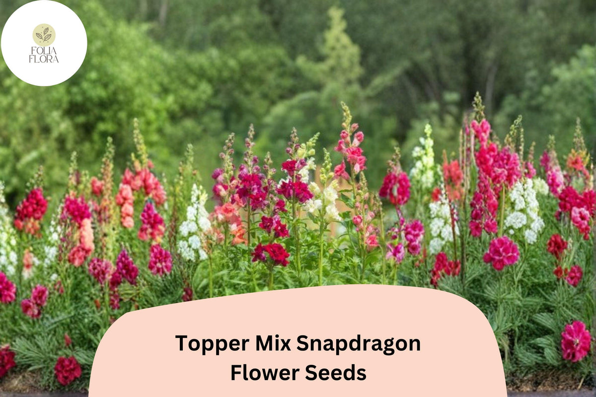 1000+ Snapdragon Seeds | Topper Mix Antirrhinum majus | Tall Colorful Blooms for Borders & Cut Flowers
