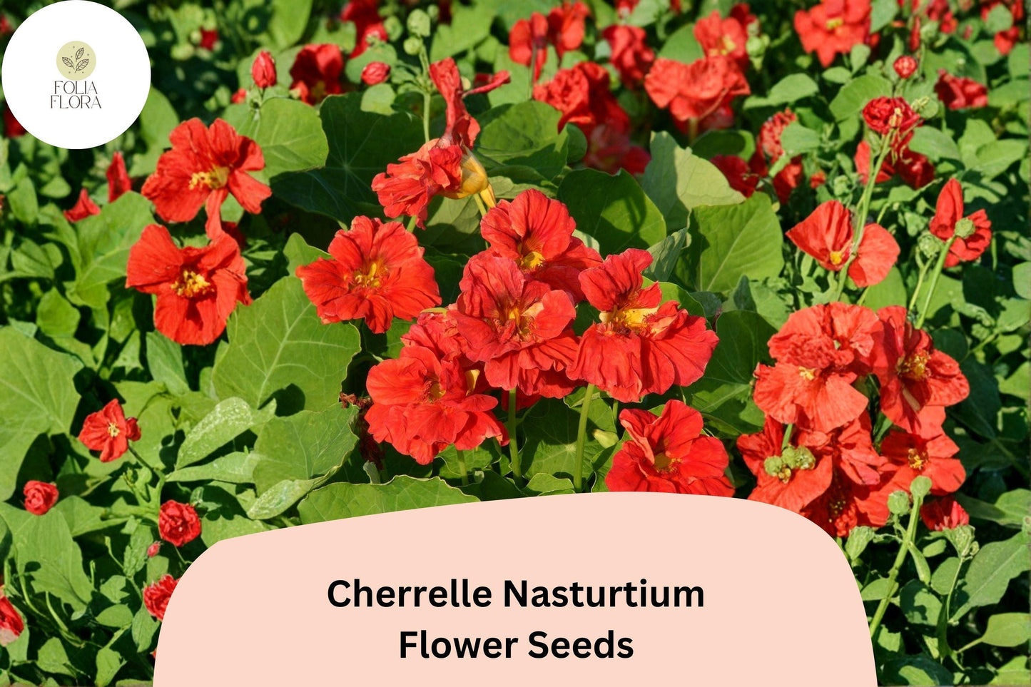 Cherrelle Nasturtium Seeds | Tropaeolum majus | Red-Orange Bicolor Blooms | Trailing Annual for Gardens & Containers