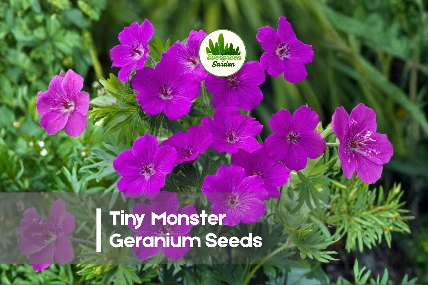 25+ Tiny Monster Geranium Seeds - Hardy Perennial with Magenta-Pink Flowers, Geranium sanguineum, Groundcover, Rock Garden, Cottage Landscape