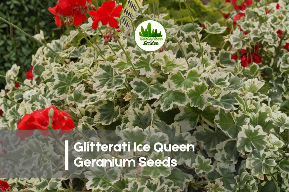 25+ Glitterati Ice Queen Geranium Seeds – Variegated Ivy-Leaf Pelargonium peltatum for Hanging Baskets & Containers