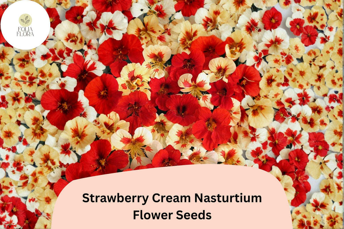 50+ Strawberry Cream Nasturtium Seeds | Tropaeolum majus | Pink-Red Blooms | Trailing Annual for Gardens & Containers