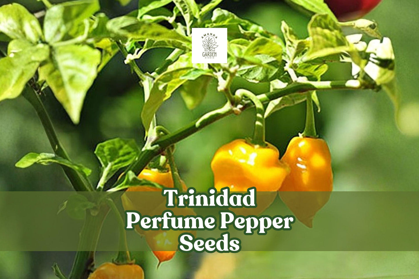 Trinidad Perfume Pepper Seeds – Capsicum chinense, Mild Caribbean Flavor, Non-GMO, Fruity Lantern-Shaped Fruits, 10 Seeds