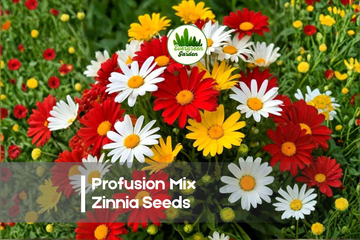 100+ Profusion Mix Zinnia Seeds – Bright Colorful Annual Flowers for Garden Beds & Containers, Zinnia hybrida