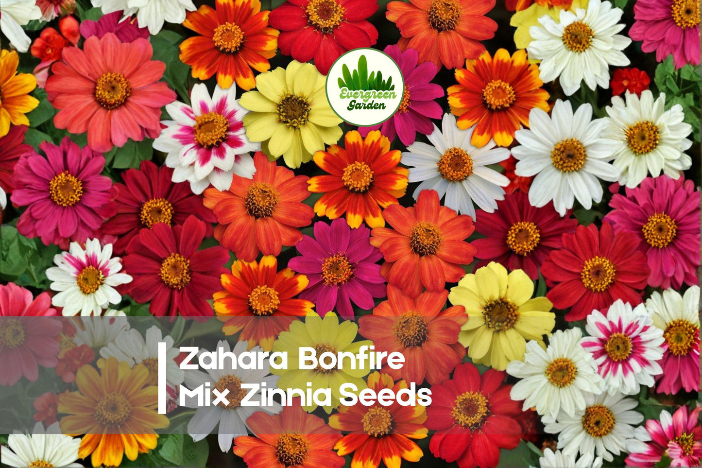 100+ Zahara Bonfire Mix Zinnia Seeds – Bright Orange, Yellow & Red Blooms, Compact Annual, Zinnia marylandica, Garden, Border, Pot