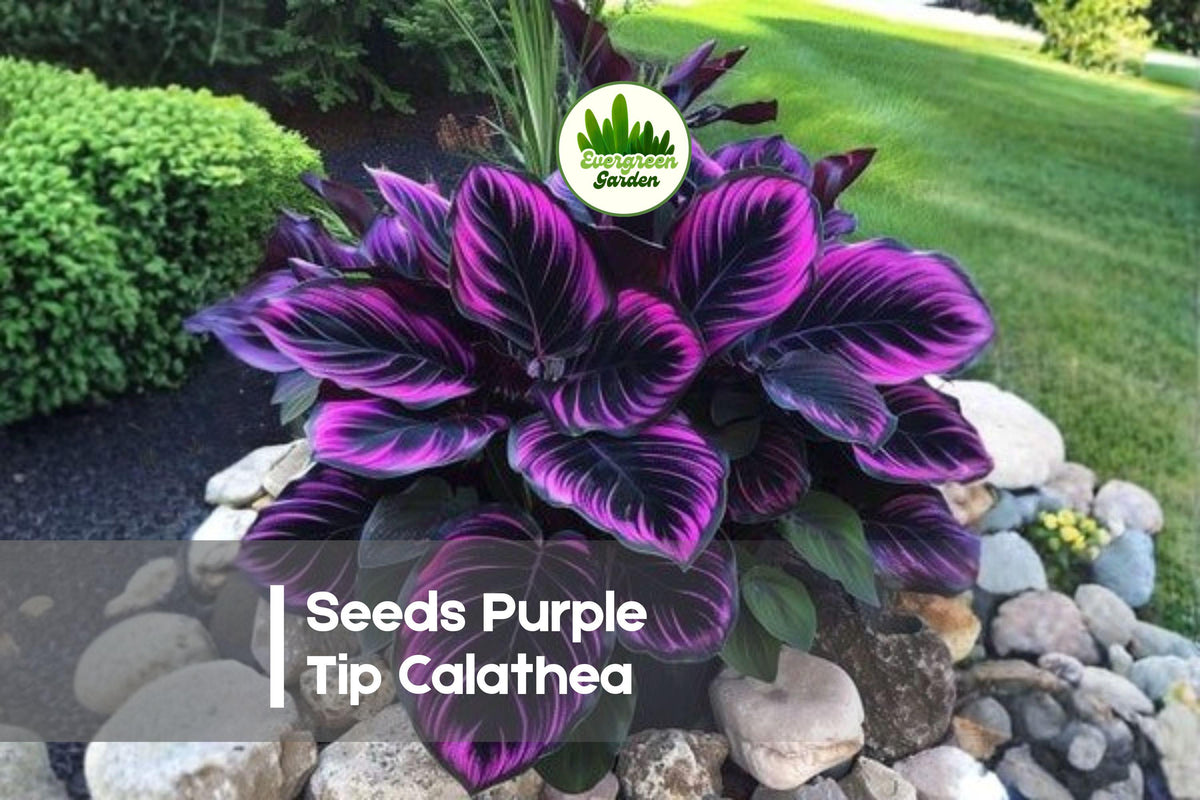 25+ Purple Tip Calathea Seeds | Tropical Foliage Plant | Green & Purple Edges | Calathea spp.